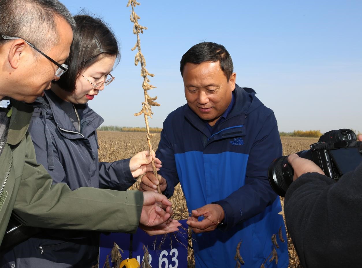 三大作物在盐碱地上喜获丰收