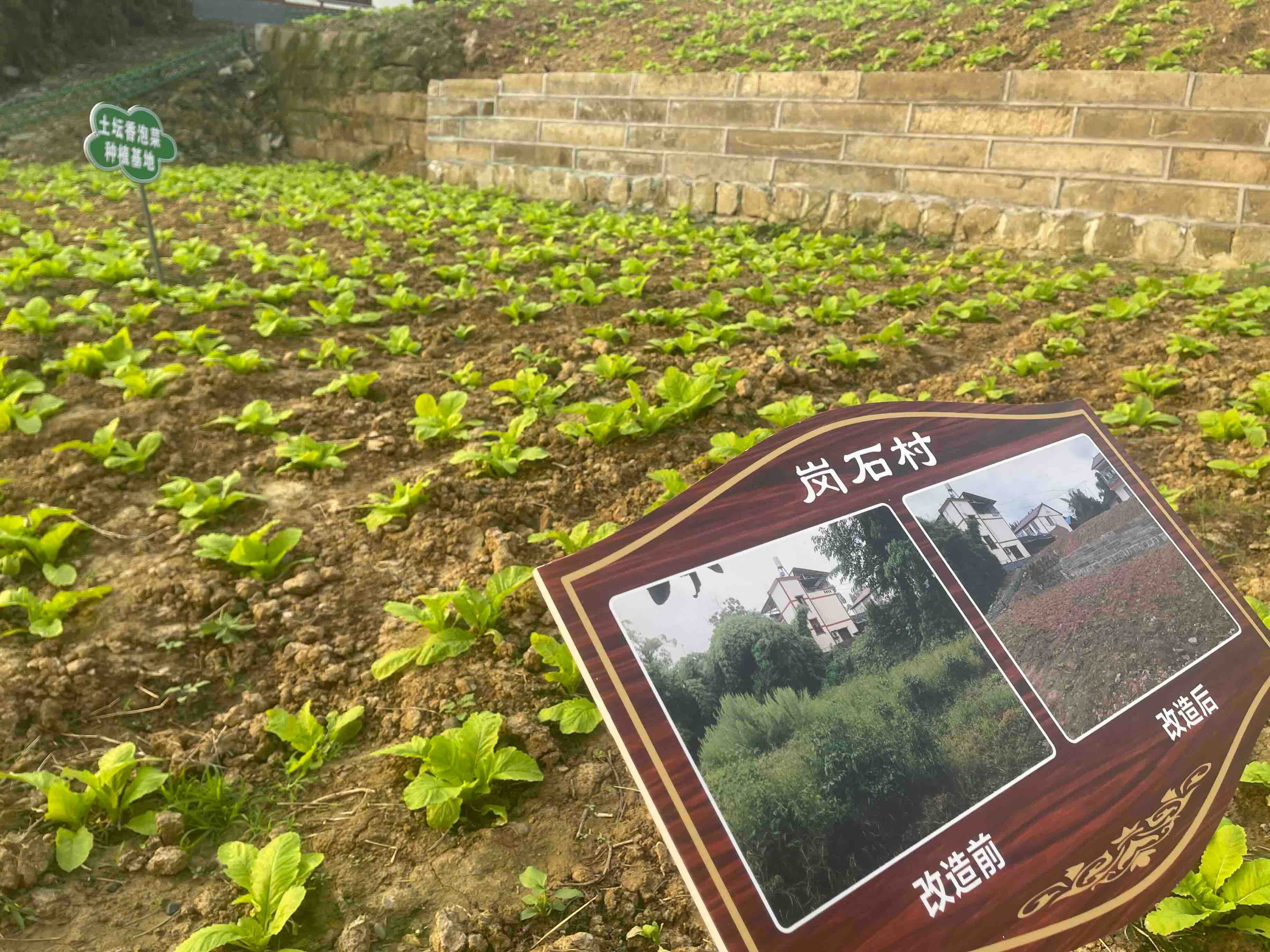 高质量发展调研行丨内江市岗石村：让农村院落有“颜值” 村民生活有“滋味”