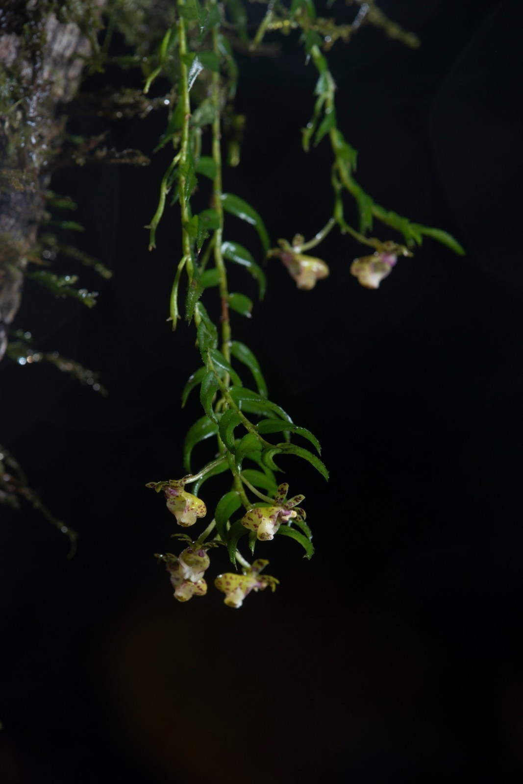 新物种+6！我国科学家发现6个兰科植物新种