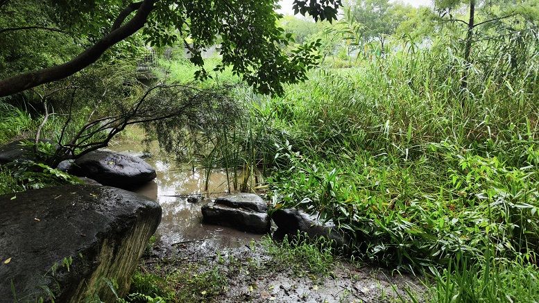 癞蛤蟆、蛙、貉……呼唤进城“安家” 为城市野生动物找回失去的家园