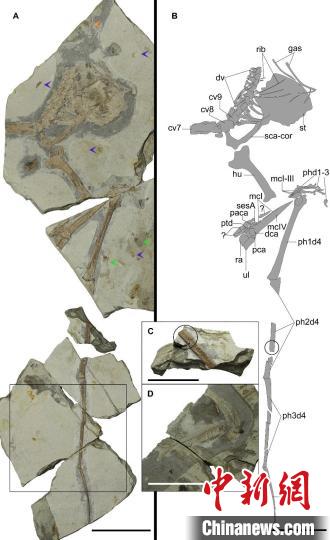 中国热河生物群发现翼龙新属种 华北克拉通翼龙研究挑战多项传统认知